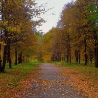 Золотая осень . :: Мила Бовкун