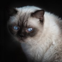 Портрет кота Тимки. :: Олег Чернышев