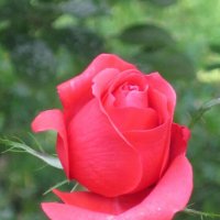 Красная роза :: Дмитрий Никитин