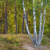 Утро в лесу :: Наталья Димова