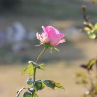 Осенняя роза. :: Лариса Исаева