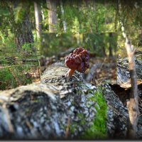 Уржумка речка,лес,грибы и прекрасная осень ! :: Юрий Ефимов