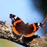 бабочки бабьего лета 7 :: Александр Прокудин