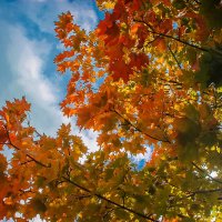 "Осенний день наполнен светом И грустной музыкой листвы..." :: Надежда 