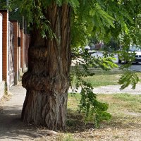Кап – нарост на дереве с деформированными направлениями роста волокон древесины :: Татьяна Смоляниченко