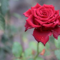 Одинокая осенняя роза. :: Михаил Кашанин