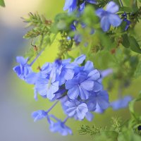 Голубые цветики. :: Оля Богданович