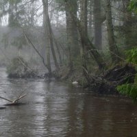 В весеннем лесу..... :: Юрий Цыплятников