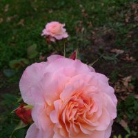 роза :: Lyudmila 