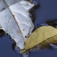 листочки в воде :: Александр Леонов