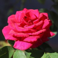 Роза во всей красе. :: Оля Богданович