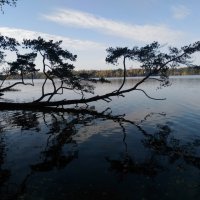 лесное озеро :: Lyudmila 