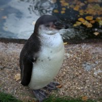 Пингвинёнок :: Andrey Lomakin