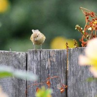 Любознательная... :: Михаил Болдырев 