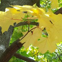 Солнечный зонтик для осени. :: Татьяна 
