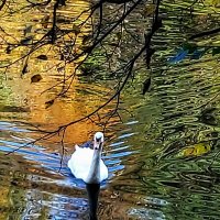 Белый лебедь на пруду :: Сергей Б.