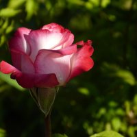 розовая роза :: Тамара 