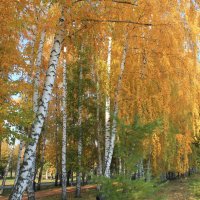 золотая осень :: Горкун Ольга Николаевна 