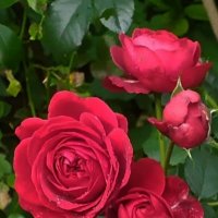 Розы :: minchanka 