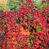 Раскрасив стену осенней листвой. :: Михаил Столяров