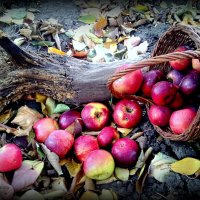 В моем саду нескучном снова осень :: TAMARA КАДАНОВА