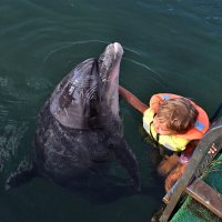 Первый опыт общения с дельфином. :: Татьяна Помогалова