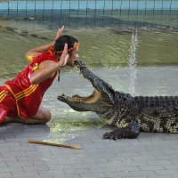 Шоу с крокодилами :: Николай 
