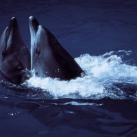 Танец дельфинов. :: Андрий Майковский