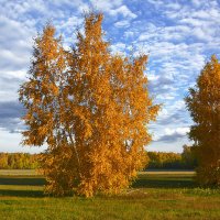 Кудрявая :: Геннадий Супрун