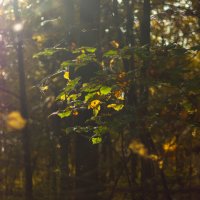 осень в лесу :: Татьяна Себина 