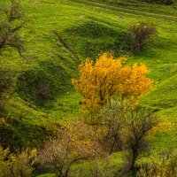 Осень и молодая трава :: Игорь Сикорский