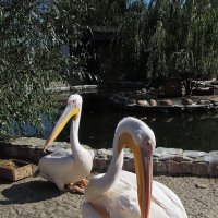 Их величества - пеликаны! :: Тамара Бедай 