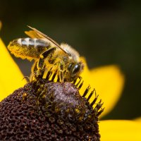 Пчела в пыльце :: Владимир Машко