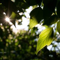 Листья и солнце :: Александр Синдерёв