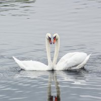 Любовная пара на воде :: Alexander Andronik