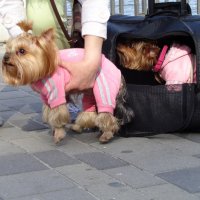 Старт  гламурной собачки в уличную "обычную"  жизнь... :: Alex Aro Aro Алексей Арошенко