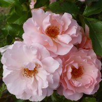 Розовые розы - чистота и нежность :: Лидия Бусурина