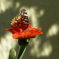 Бабочка и солнечные зайчики :: Татьяна Смоляниченко