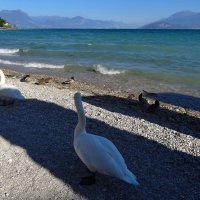 Лебеди на берегу озера Гарда, Италия :: wea *