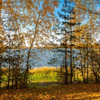 Золотая осень на озере Ижбулат :: Михаил Пименов