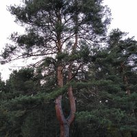 "Причудливы деревья, как судьбы у людей...." :: Анна Суханова