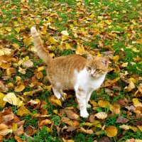Осенний кот. :: Ольга Митрофанова