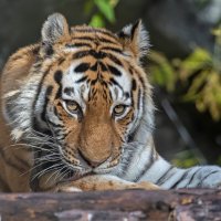 Амурский тигр :: Владимир Габов