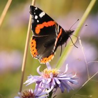 Цветы и бабочки :: Светлана 