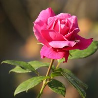 Осенняя роза :: Светлана 