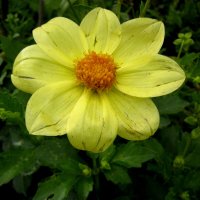 Жёлтый цветок :: Радмир Арсеньев
