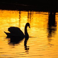 Лебеди на закате дня :: Анатолий Клепешнёв