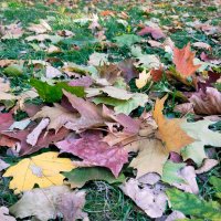 Под шорох осенних листьев... :: Yulia Raspopova
