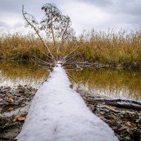 Упавшее мертвое дерево в воде :: Вадим Басов