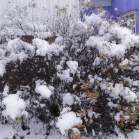 шиповник в снегу :: Шаркова Антонина 